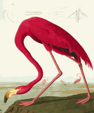 Digital DIY Painting Flamingo